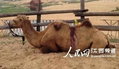 娱乐生活 第31页